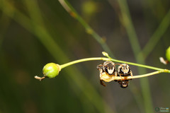 Pseudapis diversipes