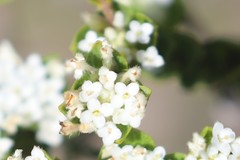 Pimelea flava dichotoma