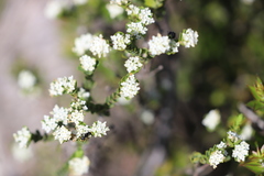 Pimelea flava dichotoma