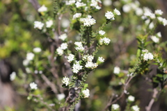 Pimelea flava dichotoma