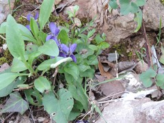 Viola willkommii