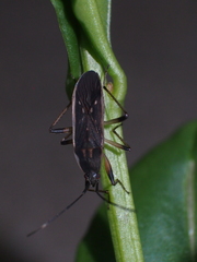 Dieuches uniformis