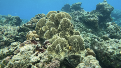 Millepora platyphylla