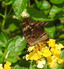 Junonia erigone