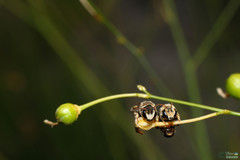Pseudapis diversipes