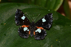 Calydna sturnula