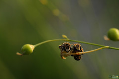 Pseudapis diversipes