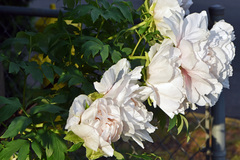 Paeonia × suffruticosa