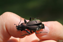 Carabus violaceus aurolimbatus
