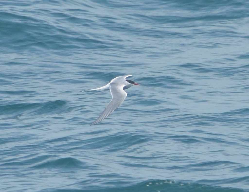 Arctic Tern