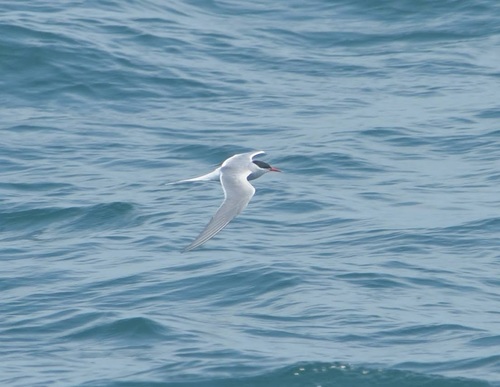 Arctic Tern