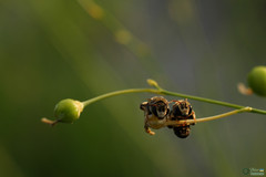 Pseudapis diversipes