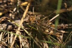 Dociostaurus maroccanus