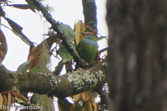 Pseudocalyptomena graueri