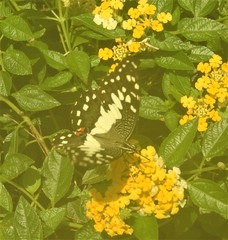 Papilio demoleus