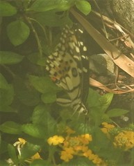 Papilio demoleus