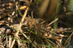 Dociostaurus maroccanus