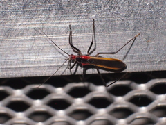 Polytoxus fuscovittatus