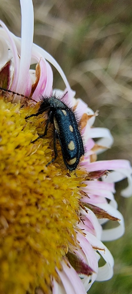 Astylus michaelisi