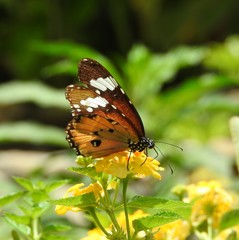 Danaus chrysippus