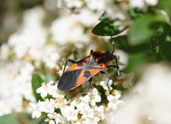 Spilostethus pacificus