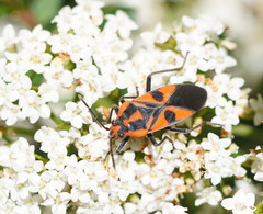 Spilostethus pacificus