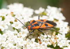 Spilostethus pacificus