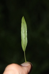Lysimachia lewisii