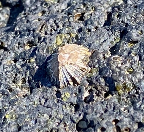 Siphonaria normalis observed 2022-02-14