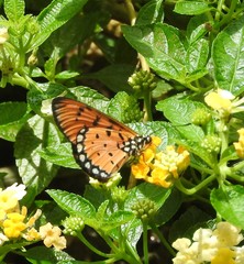 Acraea terpsicore
