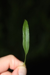 Lysimachia lewisii
