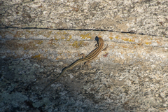 Podarcis guadarramae guadarramae