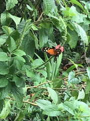 Heliconius hecale