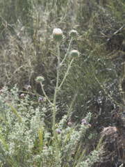 Cirsium neomexicanum