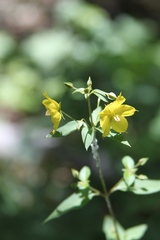 Lysimachia tonsa