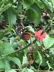 Heliconius hecale