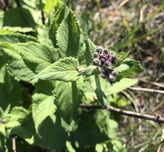 Scrophularia villosa