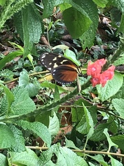 Heliconius hecale