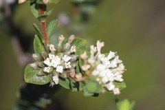 Pimelea flava dichotoma