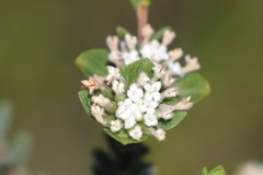 Pimelea flava dichotoma
