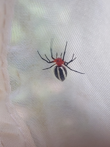 Alpaida rubellula