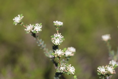 Pimelea flava dichotoma