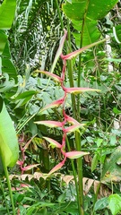 Heliconia chartacea