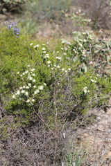 Pimelea flava dichotoma