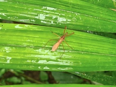 Ricolla quadrispinosa