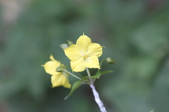 Lysimachia tonsa