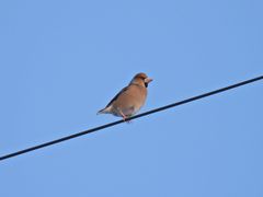 Coccothraustes coccothraustes