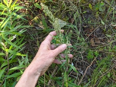 Artemisia longifolia