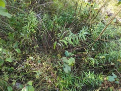 Artemisia longifolia