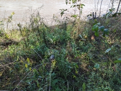 Artemisia longifolia
